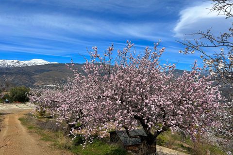 Finca i Lobras, Granada, Lobras - € 695.000 | Ref: GVCFCDM - foto 5